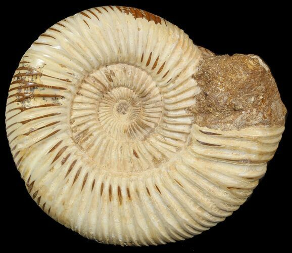 Perisphinctes Ammonite - Jurassic #46904